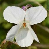 Violet ( White ) - Flower Essence