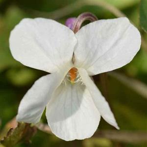 Violet ( White ) Flower Essence