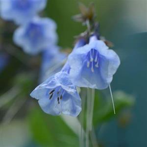 Virginia Bluebells Flower Essence