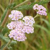 Yarrow Flower Essence ( Pink  )