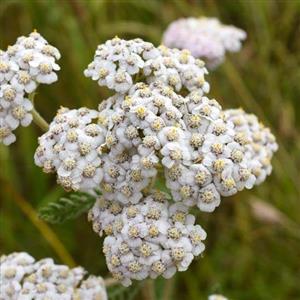 Yarrow - White - Flower Essence