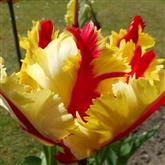 Tulip Flaming Parrot - Flower Essence
