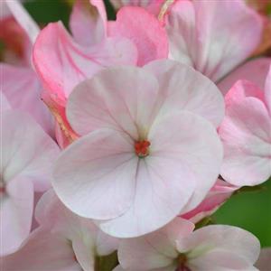 Geranium Flower Essence