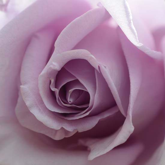 Blue Moon Rose Flower Essence | Crystal Herbs Shop | UK