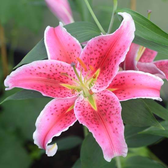 Lily Stargazer Flower Essence | Crystal Herbs Shop | UK