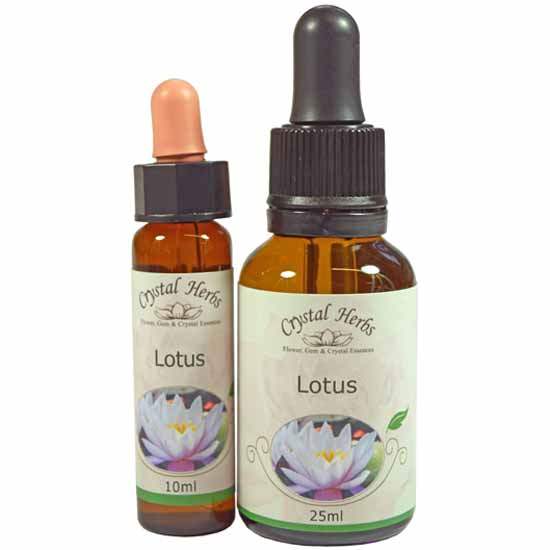 Lotus Flower Essence Crystal Herbs Shop Uk
